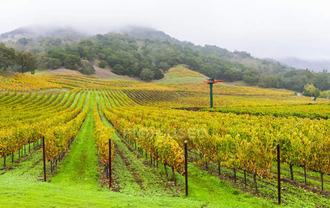 Nevoeiro sobre uma vinha em Napa Valley; Califórnia, Estados Unidos da América — Fotografia de Stock