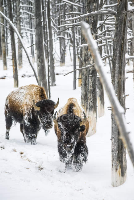 American Bison bulls on snow in Lamar Valley, Yellowstone National Park; Wyoming, United States of America — Stock Photo