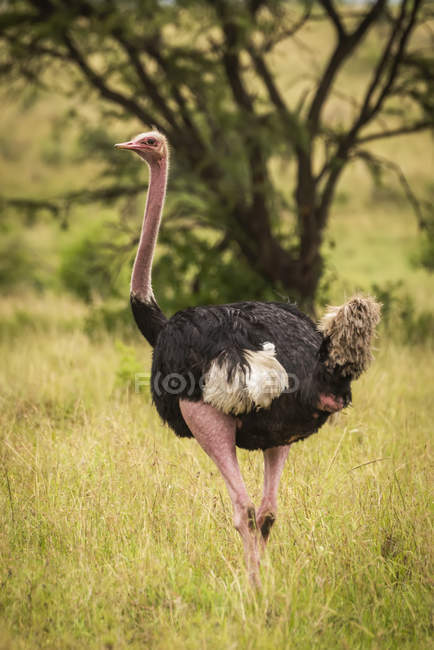 Avestruz macho comum fica em grama longa — Fotografia de Stock