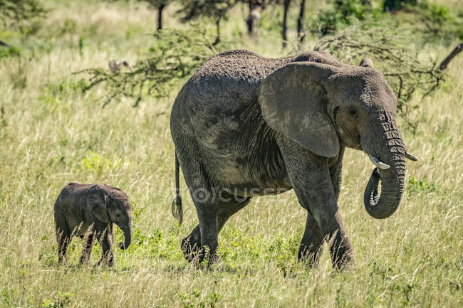 Malerischer Blick auf den schönen grauen Elefanten in wilder Natur — Stockfoto