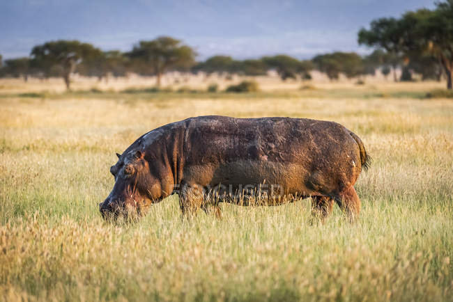 Malerischer Blick auf majestätische und niedliche Nilpferde in wilder Natur — Stockfoto
