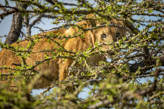 Мальовничий краєвид величного лева на дереві. — стокове фото