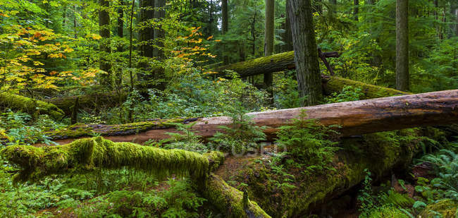Fogliame lussureggiante e alberi caduti nella vecchia foresta in crescita di Cathedral Grove, MacMillan Provincial Park, Vancouver Island; British Columbia, Canada — Foto stock
