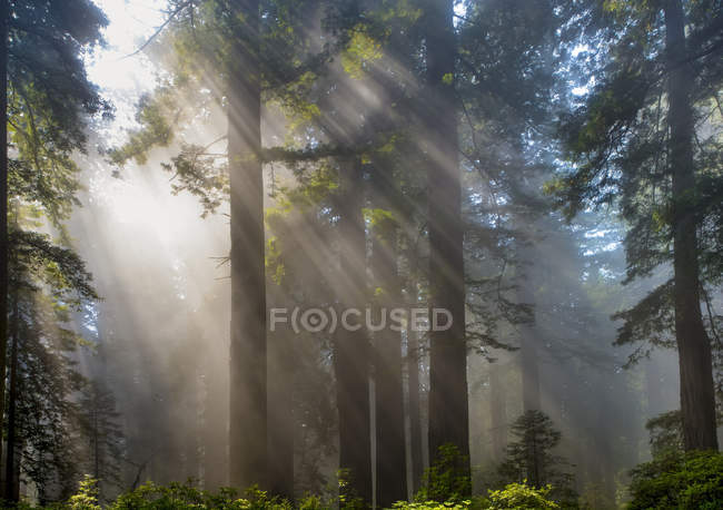 Rayos solares a través del aire brumoso en un bosque; California, Estados Unidos de América - foto de stock