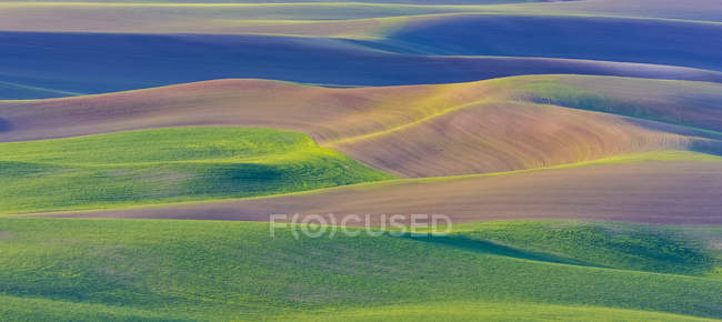 Rolling hills of farmland, Palouse, Eastern Washington; Washington, Stati Uniti d'America — Foto stock