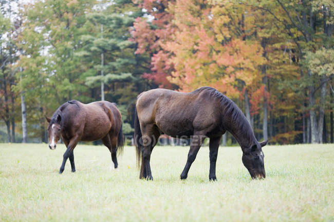 Dos hermosos caballos marrones en el campo - foto de stock