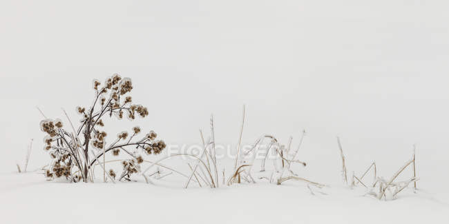 Erbe autunnali ricoperte di ghiaccio sulla neve; Sault St. Marie, Michigan, Stati Uniti d'America — Foto stock