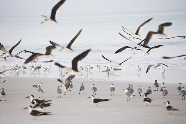 Troupeau de sternes sur la plage — Photo de stock