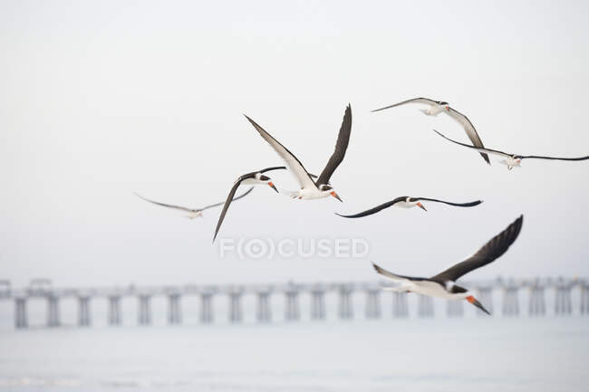 Flock of terns flying over the ocean with a bridge in the background — Stock Photo