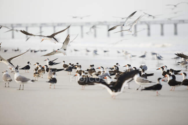 Flock of terns on the beach with a bridge in the background — Stock Photo