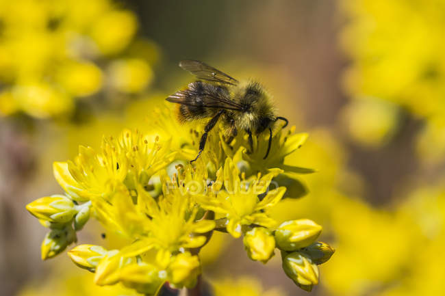 Un calabrone che raccoglie nettare dai fiori di sedum in un giardino fiorito; Astoria, Oregon, Stati Uniti d'America — Foto stock