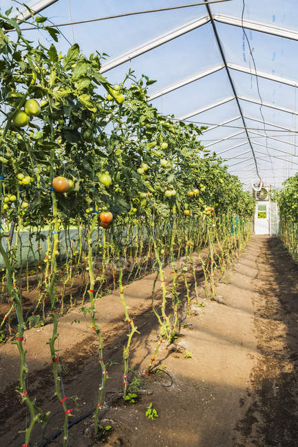 Rows of not yet ripe green and red tomatoes on the vine (Lycopersicon esculentum) being organically grown inside a polyethylene film greenhouse; Quebec, Canada — Stock Photo