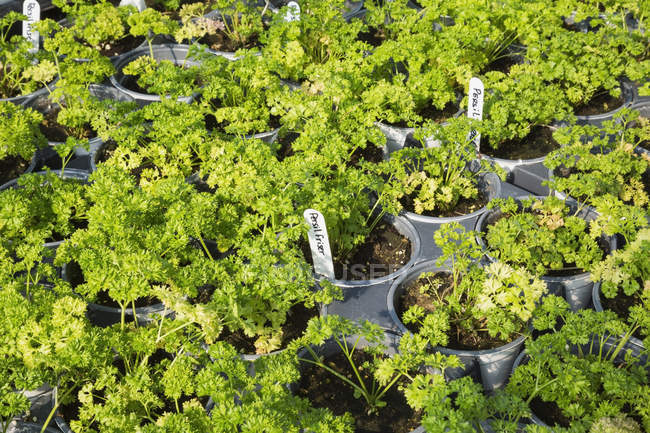 Rangées de persil (Petroselinum crispum) en culture biologique dans des contenants en plastique à l'intérieur d'une serre ; Québec, Canada — Photo de stock