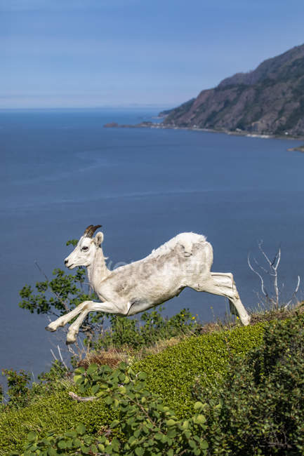 Далль овец на скале на живописной дикой природы ландшафт — стоковое фото