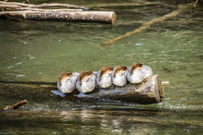 A group of young Common Mergansers  sleep on a log in Ship Creek, South-central Alaska; Anchorage, Alaska, United States of America — Stock Photo