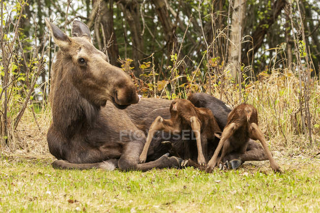 Moose feeding calves at nature of Denali National Park and Preserve; Alaska, United States of America — Stock Photo