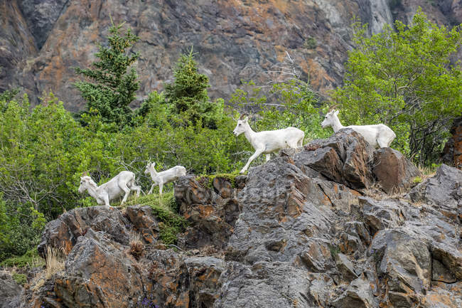 Dall ovelhas na rocha na paisagem natural selvagem cênica — Fotografia de Stock