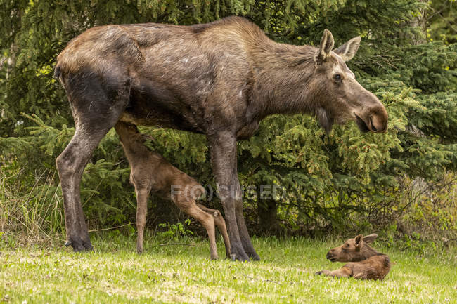Elche füttern Kälber in der Natur des Denali Nationalparks und Naturschutzgebietes; Alaska, vereinigte Staaten von Amerika — Stockfoto