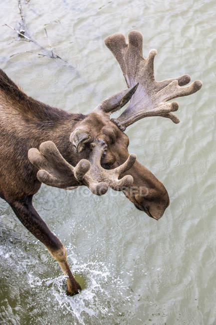 Bull Moose with antlers in velvet at water — Stock Photo