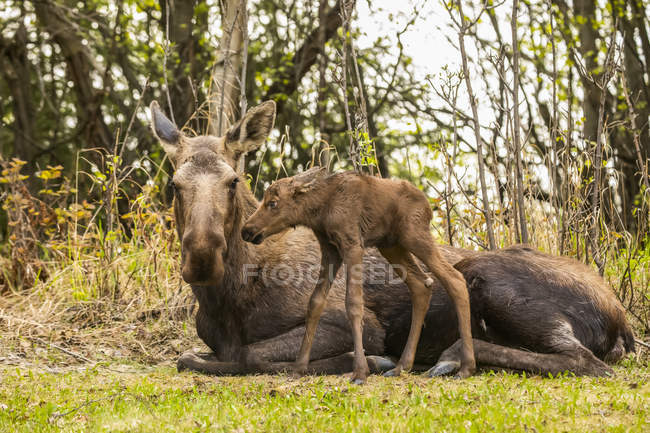 Moose with calf at nature of Denali National Park and Preserve; Alaska, United States of America — Stock Photo