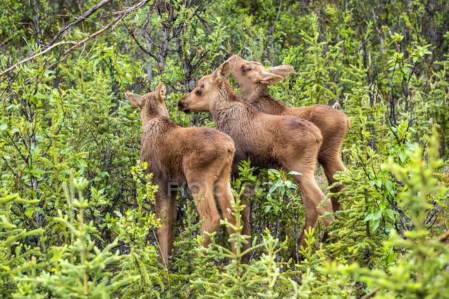 Veaux d'orignal à la nature du parc national et réserve de parc national Denali ; Alaska, États-Unis d'Amérique — Photo de stock
