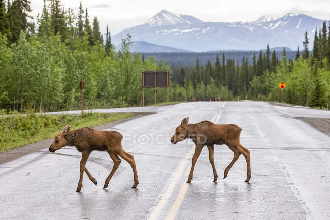 Veaux d'orignal traversant la route à la nature du parc national et réserve de parc national Denali ; Alaska, États-Unis d'Amérique — Photo de stock