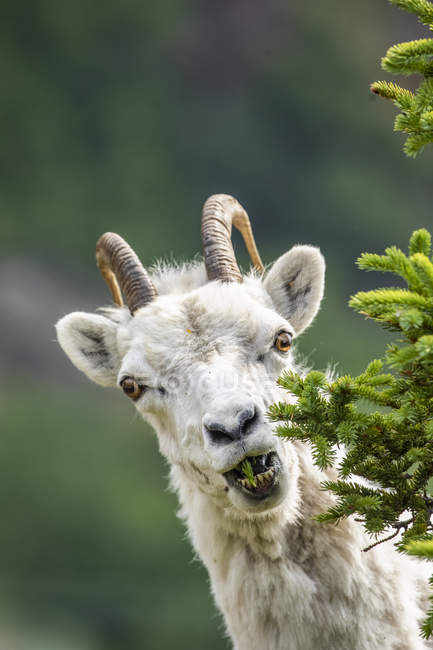 Dall Schafe stehen an landschaftlich wilder Naturlandschaft — Stockfoto