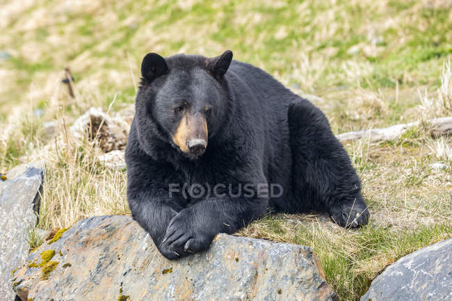 Vista panorámica de majestuoso oso en la naturaleza salvaje relajarse en la roca - foto de stock