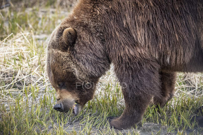 Мальовничий вид на величного ведмедя на дикій природі — стокове фото