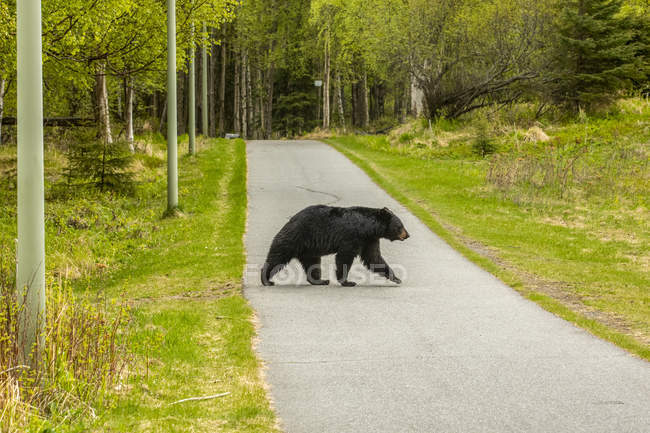 Vista panorámica del majestuoso oso en la carretera de cruce de la naturaleza - foto de stock