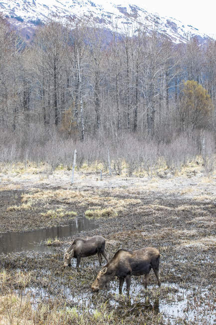 Сценічний вид лосів на природу Національного парку і заповідника Деналі; Аляска, Сполучені Штати Америки. — стокове фото