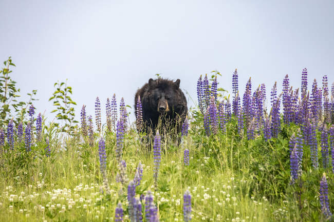 Scenic view of majestic bear at wild nature in flower field — Stock Photo