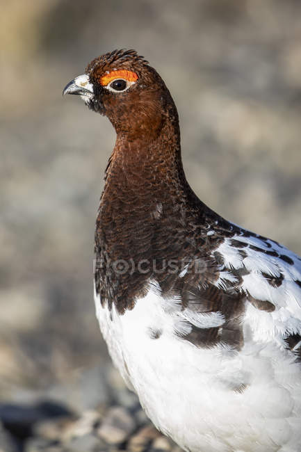 Willow Ptarmigan male turning into his summer colours from his white winter's coat, Denali National Park and Preserve; Alaska, United States of America — Stock Photo
