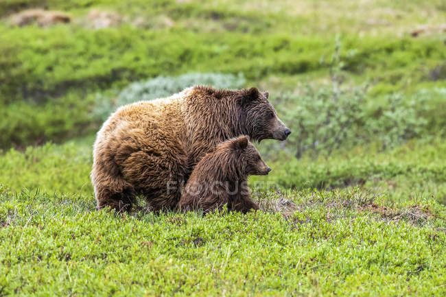 Vista panorámica de majestuosos osos en la naturaleza salvaje - foto de stock