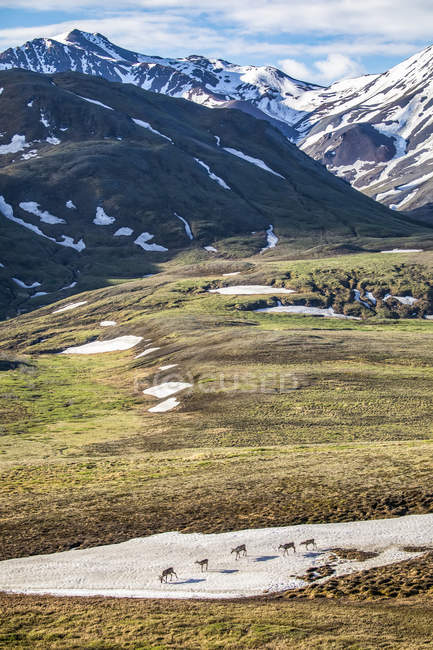 Eine Bande Karibus (rangifer tarandus) überquert ein Schneefeld im Park. alaska, denali nationalpark und reservat; alaska, vereinigte staaten von amerika — Stockfoto