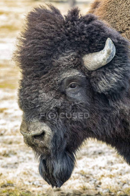 Wood bison bull (Bison bison athabascae) retrato, Alaska Wildlife Conservation Center no centro-sul do Alasca. Portage, Alaska, Estados Unidos da América — Fotografia de Stock