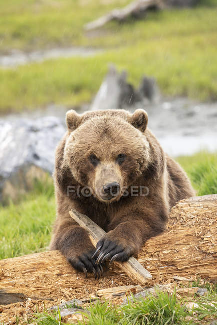 Vista panorâmica do urso majestoso na natureza selvagem — Fotografia de Stock