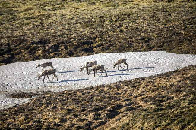 A band of caribou (Rangifer tarandus) crossing a snow field in the park. Interior Alaska, Denali National Park and Preserve; Alaska, United States of America — Stock Photo