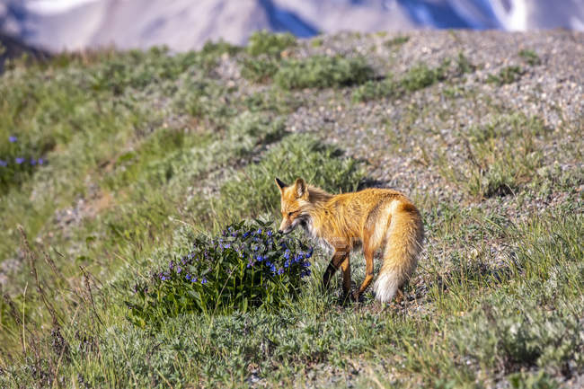 A Red fox (Vulpes vulpes sniffing a bush of bluebells (Hyacinthoides) before continuing his hunt along the road, Denali National Park and Preserve; Alaska, Estados Unidos da América — Fotografia de Stock