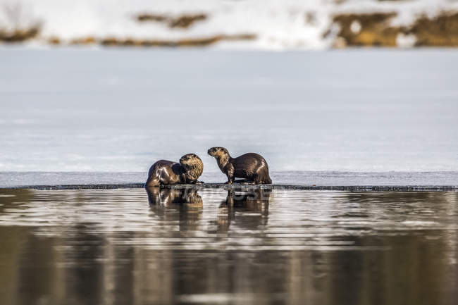 Um par de lontras do rio na península de Kenai na primavera, quando o gelo está saindo, no centro-sul do Alasca; Alasca, Estados Unidos da América — Fotografia de Stock