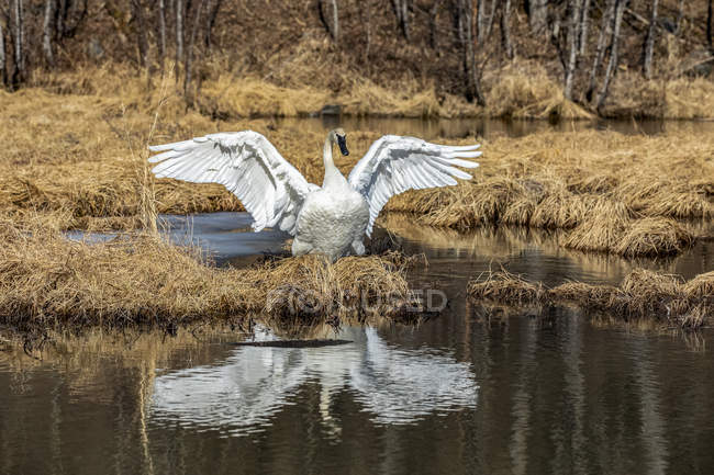 Un cisne trompetista (Cygnus buccinator) de pie con alas extendidas y reflejadas en un estanque frente al lago Tern, que acaba de migrar a Alaska para anidar, península de Kenai, centro-sur de Alaska; Alaska, Estados Unidos de América - foto de stock