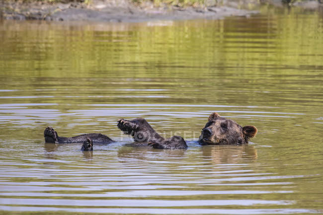 Malerischer Blick auf niedlichen Bären, der im Fluss auf dem Rücken schwimmt — Stockfoto