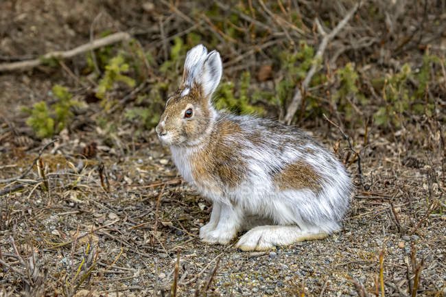 Заєць снігоступів (Lepus americanus) змінюється на літні кольори, національний парк і заповідник Деналі; Аляска, Сполучені Штати Америки. — стокове фото