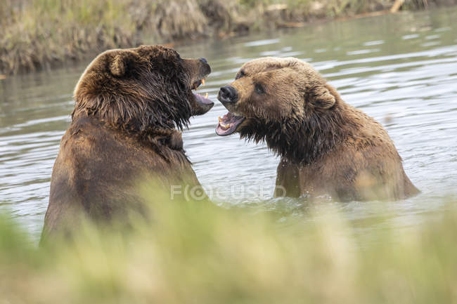 Scenic view of majestic bears at wild nature in lake roaring — Stock Photo