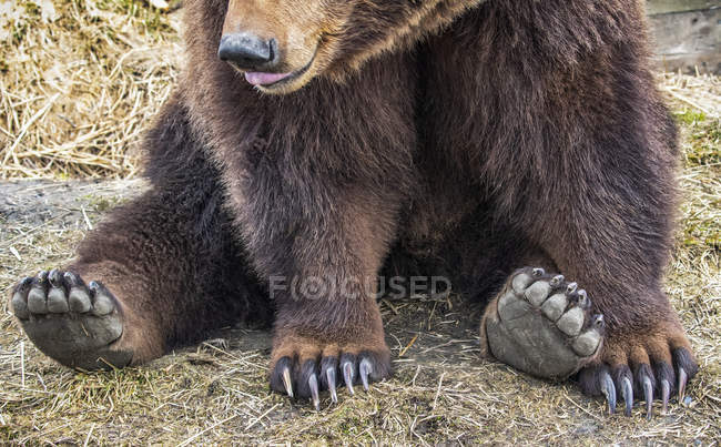 Живописный вид на величественного медведя, сидящего на траве — стоковое фото