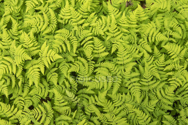 A large patch of ferns at the Russian River Falls Trail on the Kenai Peninsula, near the parking area for hikers, South-central Alaska; Alaska, United States of America — Stock Photo