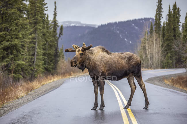 Bull Moose com chifres em veludo na estrada — Fotografia de Stock