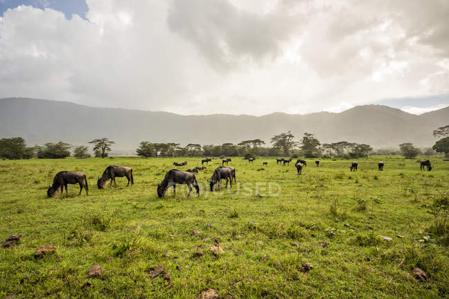 Wildebeest grazing in a field in the Ngorongoro Crater, Ngorongoro Conservation Area; Arusha Region, Tanzania — Stock Photo