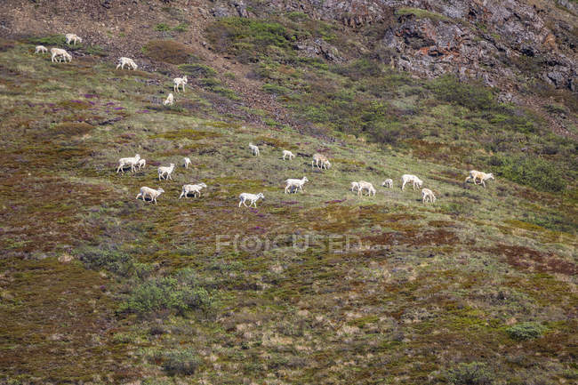 Dall pecore sulla roccia a paesaggio paesaggistico natura selvaggia — Foto stock