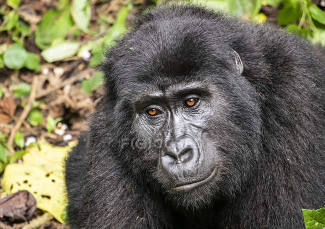 Gorila de montaña (Gorilla beringei beringei), Parque Nacional Impenetrable de Bwindi; Región occidental, Uganda - foto de stock